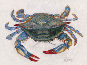 "SHE CRAB"   Female Blue Crab (Callinectes sapidus)