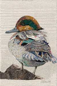 "Little Dabbling"       Green-winged Teal (Anas crecca)