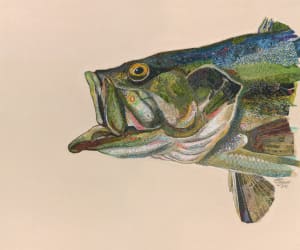 "Bruiser"  Largemouth bass (Micropterus salmoides)