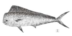 Mahi Mahi (Dolphin Fish)
