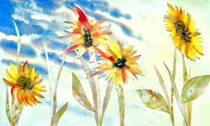 Sunflowers After A Storm