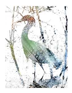 Snowy Egret
