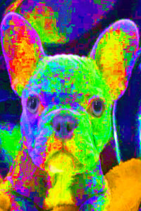 NEON FRENCHIE PRINCESS SOFIA