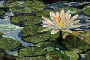 Nymphaea