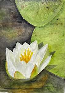 Water Lily Study 3
