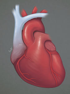 Anatomical Heart