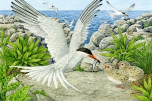 Feeding Chicks