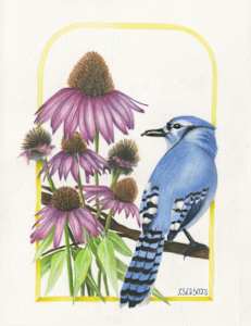 Coneflower (Echinacea purpurea) & Blue Jay (Cyanocitta cristata)