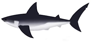 Cretalamna appendiculata