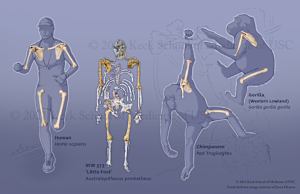 Evolution of the Shoulder Girdle