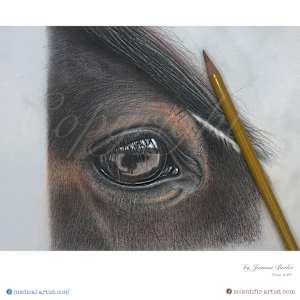 Horse eye study in colour pencil