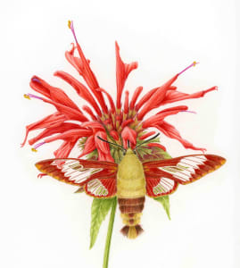 Hummingbird Clearwing on Beebalm