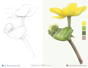 Marsh Marigold