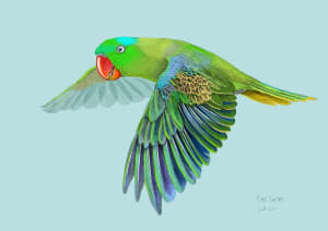 Philippine Blue-naped parrot study