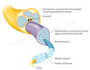 Peripheral Nerve Anatomy