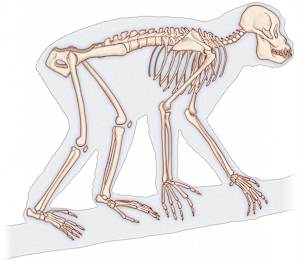 Skeleton of Proconsul africanus – Early Primate from East Africa