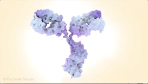 Antibody (Immunoglobulin)