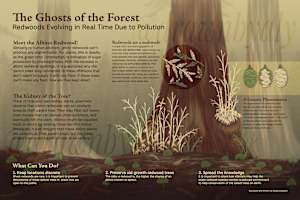 The Ghosts of the Forest