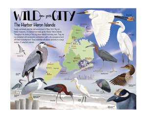 Wild NY City