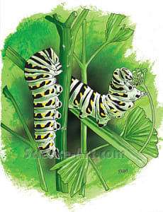 Swallowtails In the parsley patch