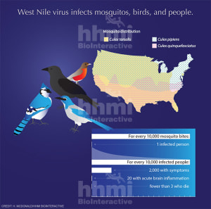 Effects of West Nile virus