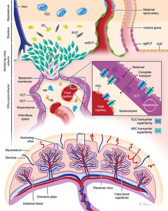 Placental anatomy