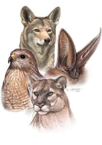Wildlife