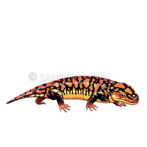 Seymouria sanjuanensis