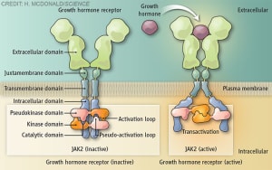 Growth hormone receptor activation