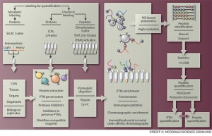 Analyzing posttranslational modifications