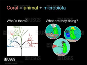 Coral = animal + microbiota