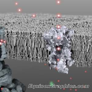 ATP