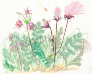 Geum triflorum, prairie smoke