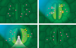 Synthetic Ion Channel Makes Plants Grow Fast