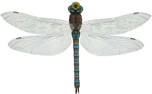 Shadow Darner