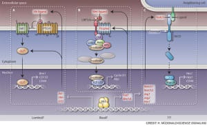 Signaling in stemness
