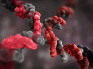 DNA Holiday Junction
