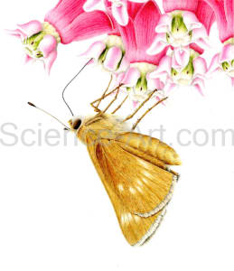 Crossline Skipper on milkweed