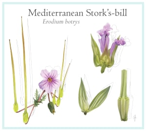 Stork's-bill flower