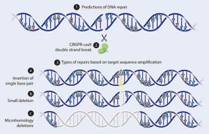 Repair of CRISPR CAS9 double-strand breaks