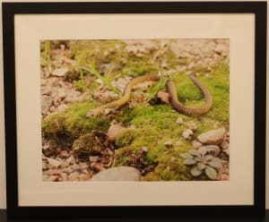 Snake