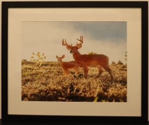 Deer
