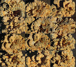 Polypore (Washington, D.C.)