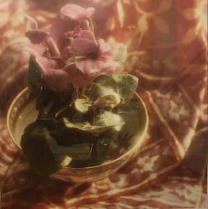 Cyclamen