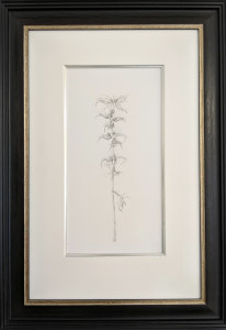 Decay xxii ~ Acanthus mollis