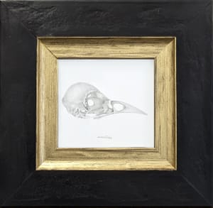 Bird Skull (Jackdaw)