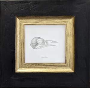 Bird Skull (Robin)