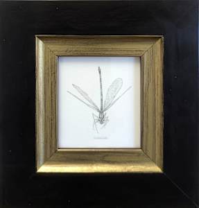 Damselfly DF001