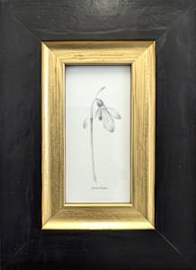 Snowdrop SD003