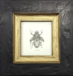 Stag Beetle SB002